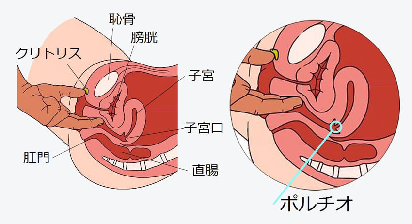 45歳で第3子出産の産後にセックスでイクためのGスポットの見つけ方【産婦人科医監修】 -  臨床心理士・パーソナルトレーナーの小中学生復学支援・小学生・中学生家庭教育支援・ 不登校母親メンタルサポート