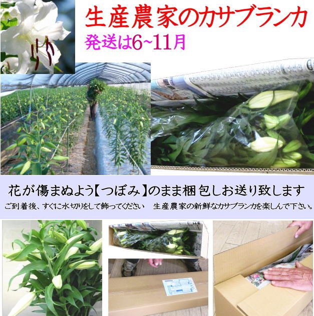 生花】カサブランカ(4-5輪程度)新潟・新津さつき、津南など【OR-13】 - 花材通販はなどんやアソシエ