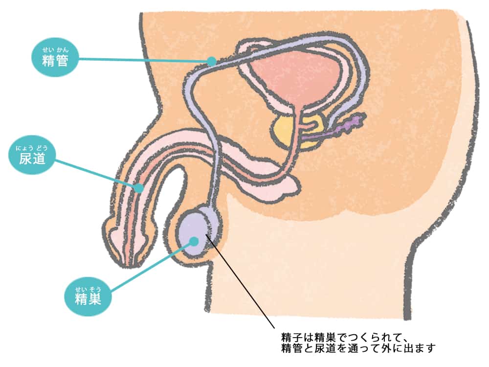 昨日夢精対策に使ったコンドーム - フォト蔵