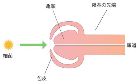 ケガレのない白いおちんちん、剥くと綺麗なピンク色の亀頭が顔を出して そんなれーくんがたまらなく好きです！ | Peing -質問箱-