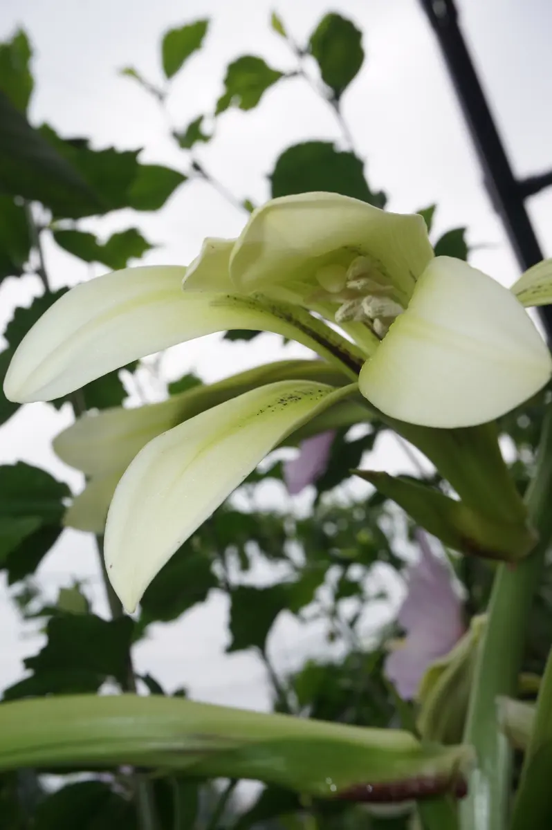 ウバユリの花。昭和記念公園の「こもれびの丘」で、ウバユリの花と実を見かけました。かつてはユリ属の分類でしたが、葉の形やつき方が違いウバユリ属となりました。  | しろうと自然科学者の自然観察日記