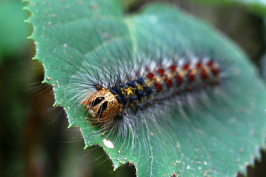 猛毒の“ネコ毛虫”、米国で大発生か | ナショナル