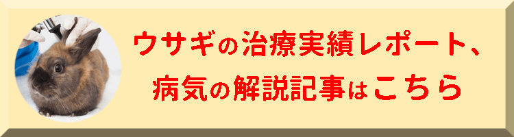 うさぎが鼻を「ブッ」と鳴らすときはどんなとき？うさぎの感情は？どんなことを考えている？鳴き声別に解説！ - うさぎとの暮らし大百科