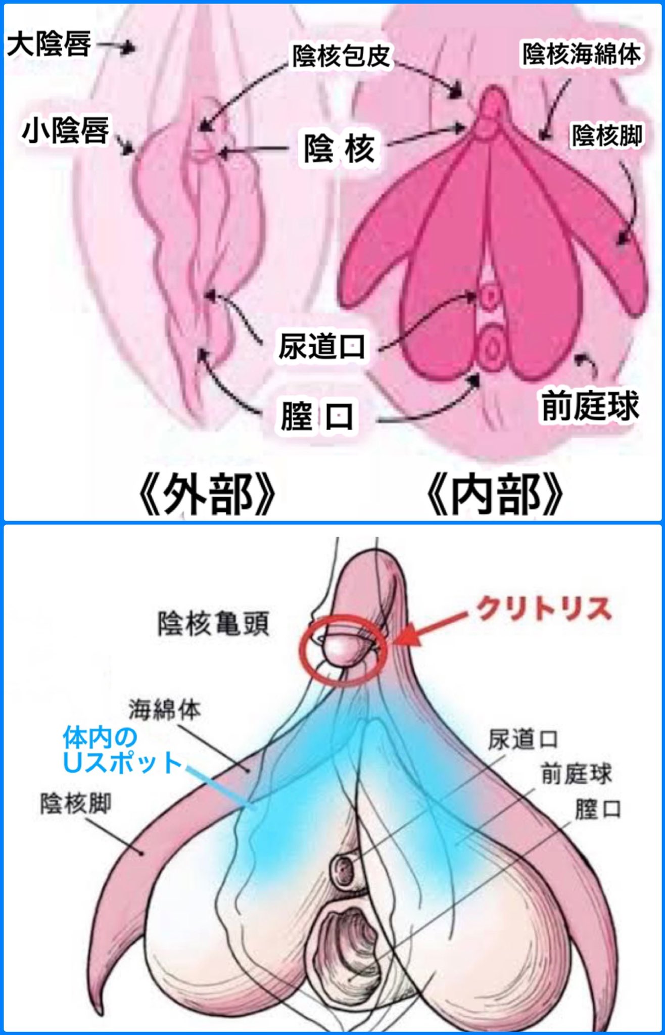 図解説明】初めてでもできる女がイキまくるクンニの舐め方・テクニック