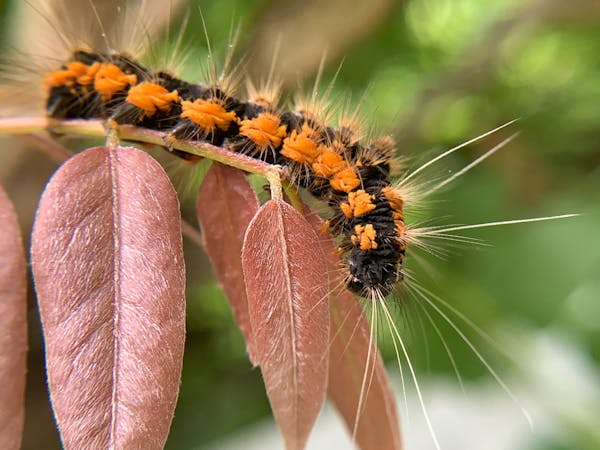 毛むくじゃらのオレンジ色の毛虫の写真素材・画像素材 Image 29115853