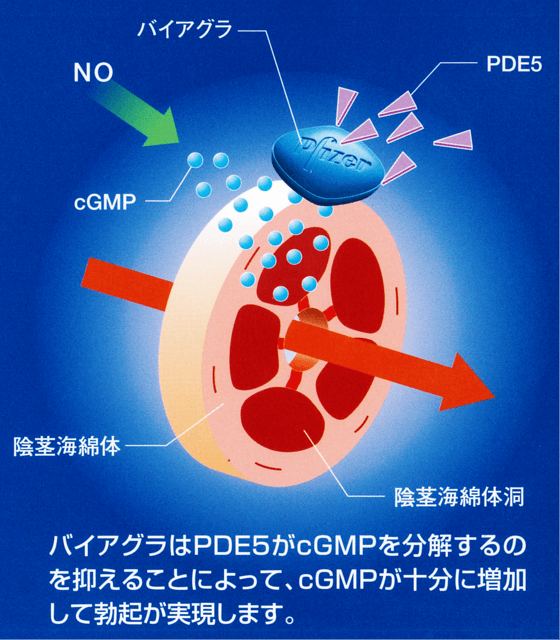 70代でもEDに効果がある食事ベスト5 | ED(勃起障害,勃起不全)治療の教科書