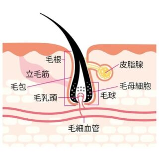 抜け毛を毛根から解析｜根本に白い塊のついた毛と黒い毛は危険信号？｜「ヘアメディカル」by Dクリニック