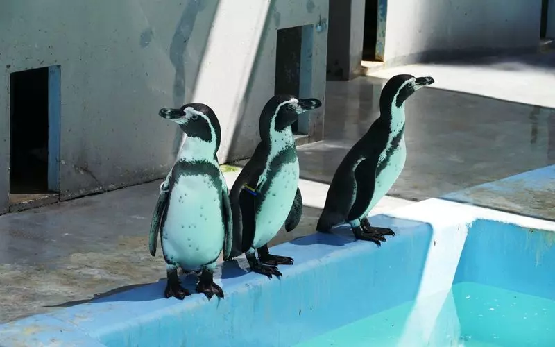 ペンギン(横浜ヘルス)｜駅ちか！