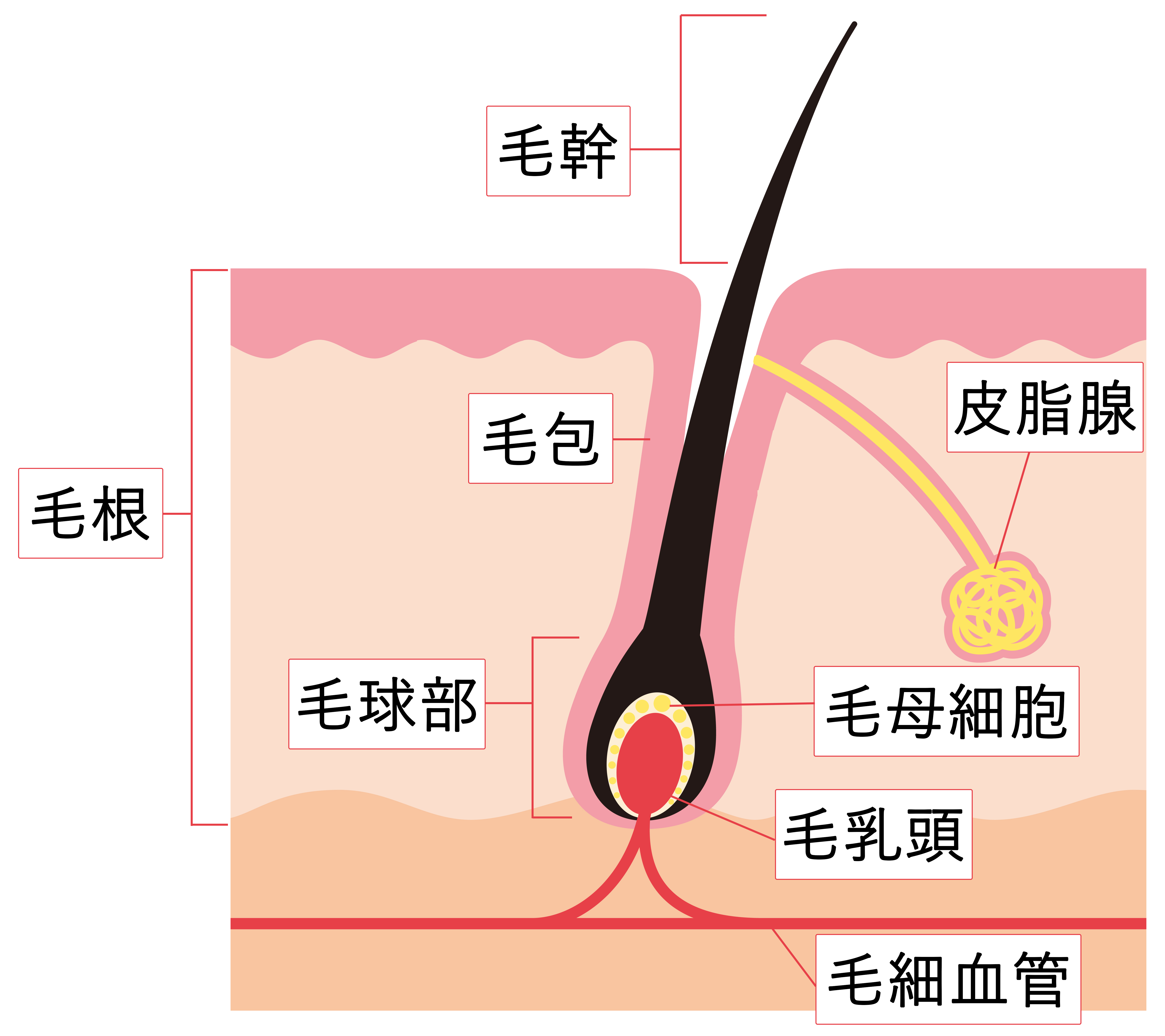 その方法は間違い！】結局、髭は『抜く・剃る』どっちがいいの？ - やってみたブログ