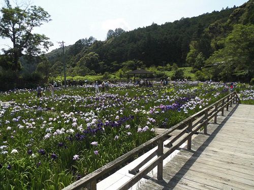 □一宮花しょうぶ園□開花状況①～咲き始め～｜季節の便り｜遠江國一宮 小國神社｜梅・桜・菖蒲・紅葉など見頃・開花最新情報－静岡県周智郡森町一宮（とおとうみのくに  いちのみや）